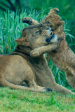 Dallas Zoo visit, August 2, 2017