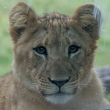 Dallas Zoo visit Nov. 12, 2017