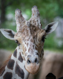 Dallas Zoo visit May 2, 2018