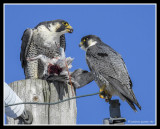 Peregrine Falcons with Late Lunch