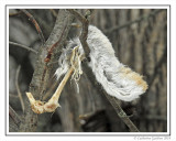 Minus One Snowshoe Hare
