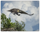 Osprey (Juv) Leaving Nest