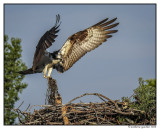 Osprey Cooling The Nest