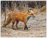 Red Fox