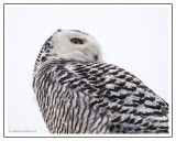 Female Snowy Owl
