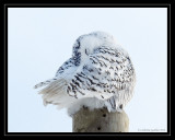 Snowy Owl(F)