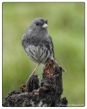 Dark Eyed Junco