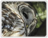 Barred Owl