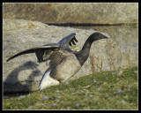 Brant Goose