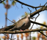 Trkentaube / (Eurasian) collared dove 