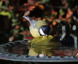 Great Tit at work