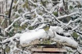 Great Tit