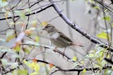 House Sparrow