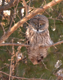great gray owl DSC_4553.jpg