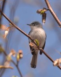 blue-gray gnatcatcher DSC_4962.jpg