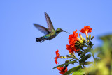 Colibri de Guadeloupe