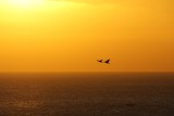 Frigatebirds in the sunset sky