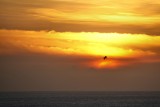 Frigatebird against the sun