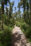 Boardwalk through the cypress swamp