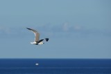 Laughing gull