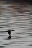 Flying cormorant abstract