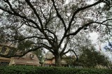 Liberty Tree spreads out