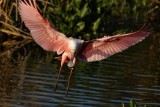 Roseate spoonbill