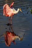 Roseate spoonbill
