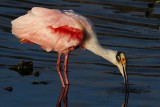 Roseate spoonbill