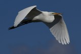 Great egret flyby