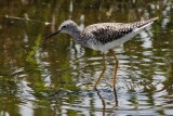 Lesser yellowlegs