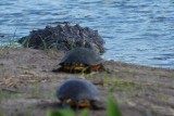 Gator surveying turtles