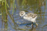 Baby black-necked stilt