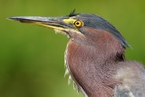 Green heron, really close