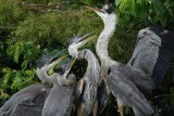 Great blue heron mom with hungry kids