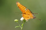 Ruddy daggerwing butterfly