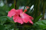 Rainy flower in the shade