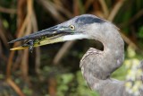Great blue heron catches a turtle