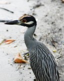 Yellow-crowned night heron