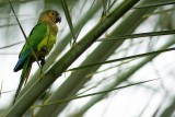 Caribbean (brown-throated) parakeet