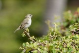 Black-faced grassquit female