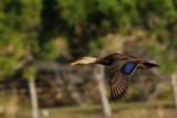 Mottled duck flight