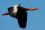 Close flyby of black-bellied whistling duck