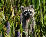 Raccoon having a look