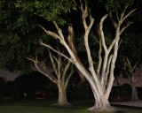 Night lighted trees