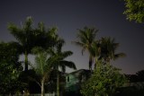 Neighborhood trees at night