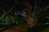 Banyan trees at night