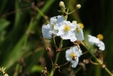 NEX 135mm Chinon - Flowers