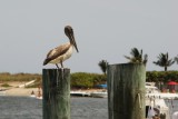 Pelican on a post