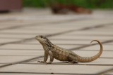 Northern curly-tail lizard